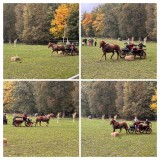 4638C7E2-AC85-4D13-BF09-A3D95CAFBD05-COLLAGE